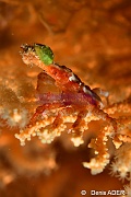 Xenocarcinus conicus-Wakatobi Sawa Fan garden-6m-20180528nuit-Denis-ADER-DSC_1596_tn